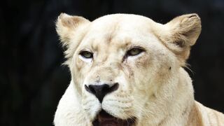 LION 27