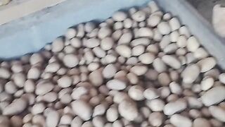 batatas