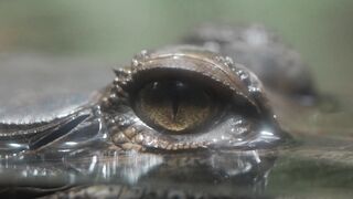 CROCODILE 3