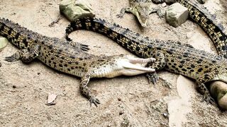 CROCODILE 7