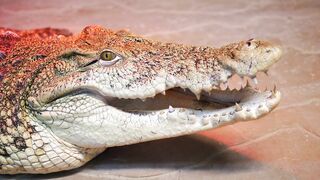 CROCODILE 8