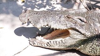 CROCODILE 9