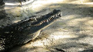 CROCODILE 6