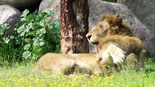 LION 28