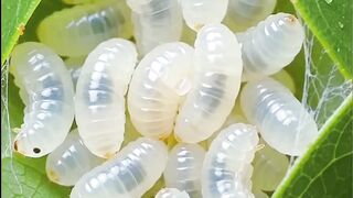 Semut Rangrang Menjadikan Larva Anaknya Sebagai Mesin Penjahit Untuk Membuat Rumah