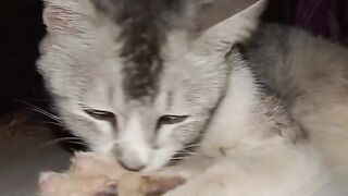 Cat funny 55