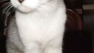 Cat funny 56