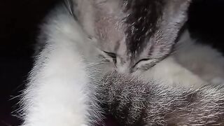 Cat funny 57