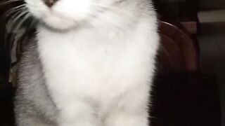 Cat funny 58