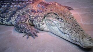 CROCODILE 145