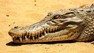 CROCODILE 146