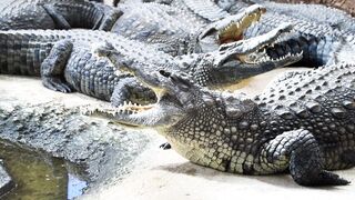 CROCODILE 147