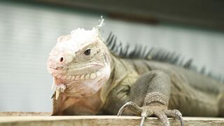 IGUANA 2