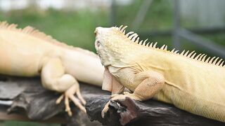 IGUANA 3