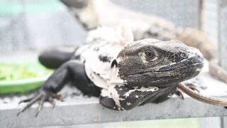 IGUANA