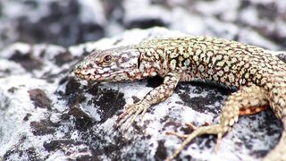 LIZARD 1