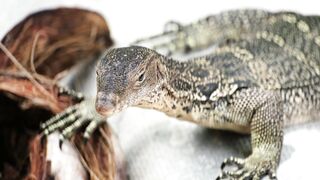 LIZARD