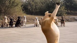 Doggy dance