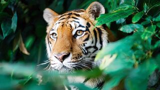 TIGER 2 2