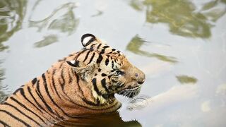 TIGER 1