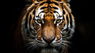 TIGER 3 2