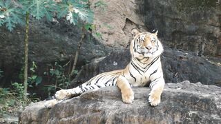 TIGER 4 2