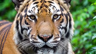 TIGER 12