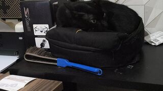 Meu gato Ozzy