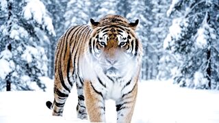TIGER 18