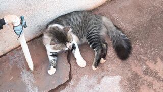 Meus amiguinhos pets