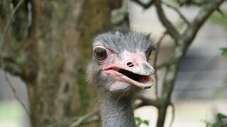 OSTRICH 4