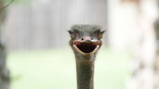 OSTRICH 5