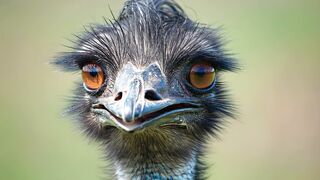 OSTRICH 6