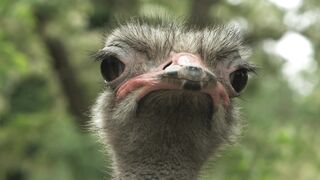 OSTRICH 7