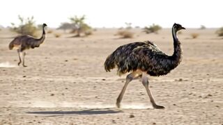 OSTRICH 8