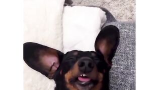 Dog dormindo