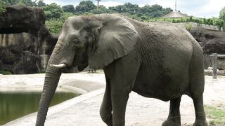 ELEPHANT 3