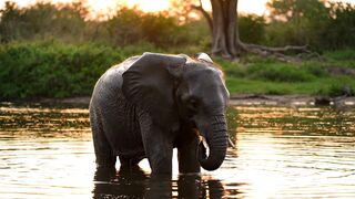 ELEPHANT 6