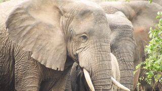 ELEPHANT 8