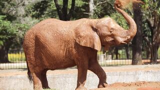 ELEPHANT 9