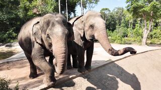 ELEPHANT 10