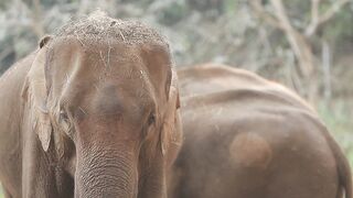 ELEPHANT5