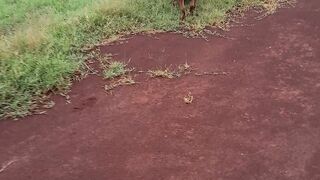 My dogs my life