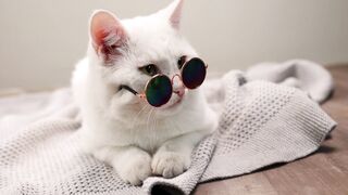 CAT 21