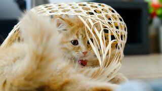 CAT 22