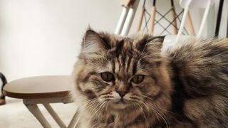 CAT 24