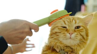 CAT 26
