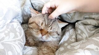 CAT 29