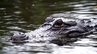 CROCODILE 98