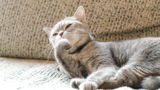 CAT 33